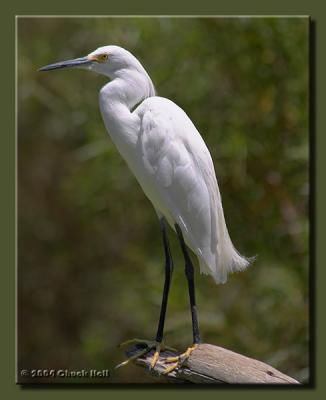 Perched Snowy Egret