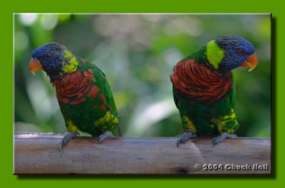 Pair A 'Keets