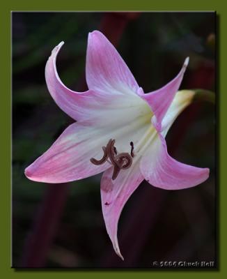 Naked Lady