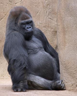 Grumpy Gorilla
