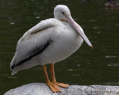 Standing Pelican