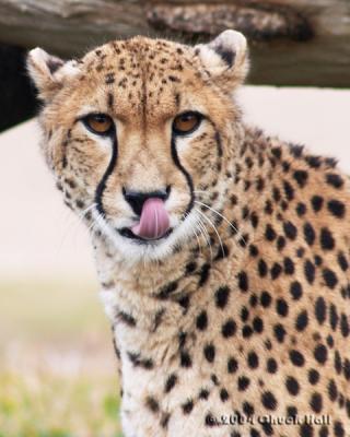 You Look Delicious