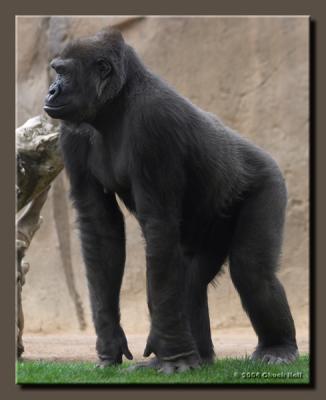 Framed Gorilla