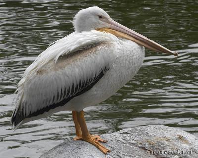 Pelican Profile