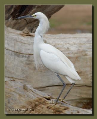 Snowy Egret