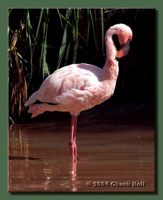 Lesser Flamingo