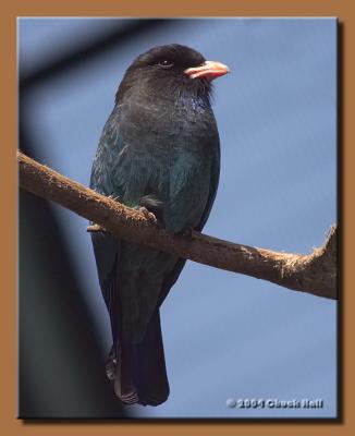 Blue Breasted Black Bird (or something like that)