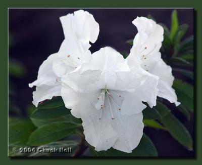 White Trio