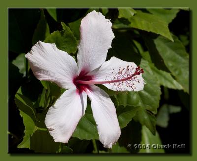 YAH - Yet Another Hibiscus