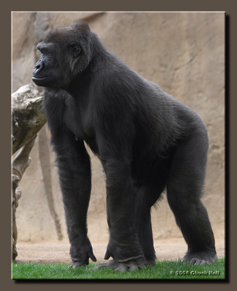 Framed Gorilla