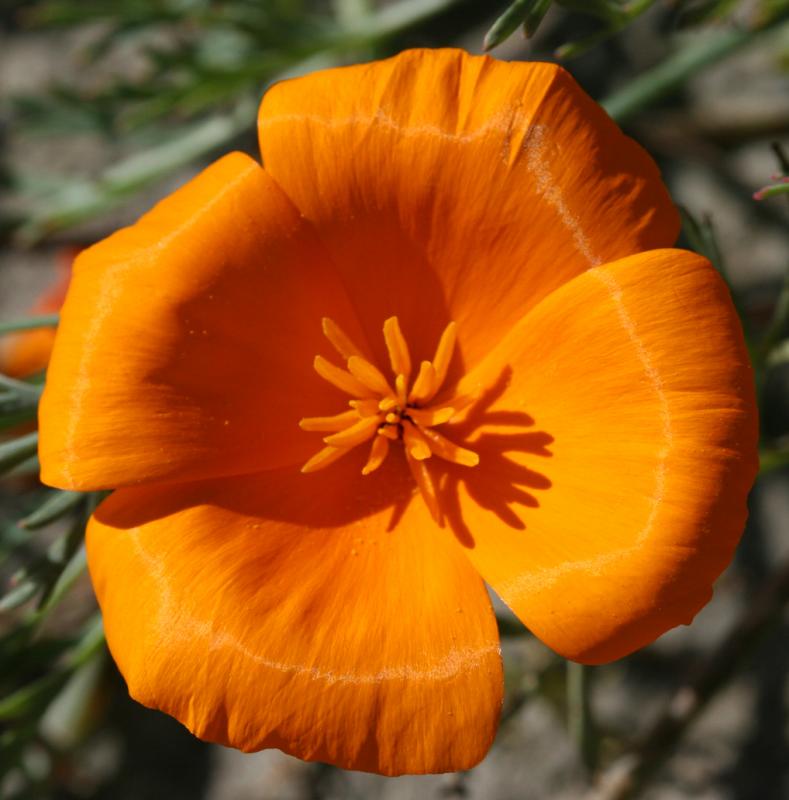 Icelandic poppy