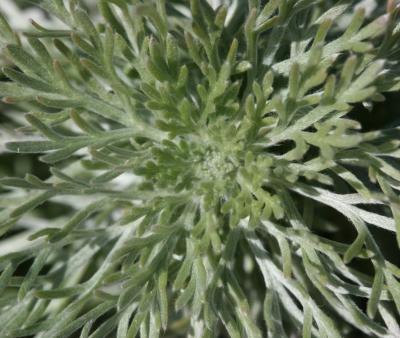 Artemisia pattern