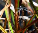 Mating Spreadwings on Cattail