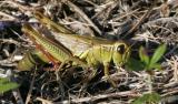 Grasshopper in detail