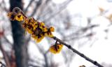 Witchhazel blooms