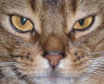 Simon Eyes