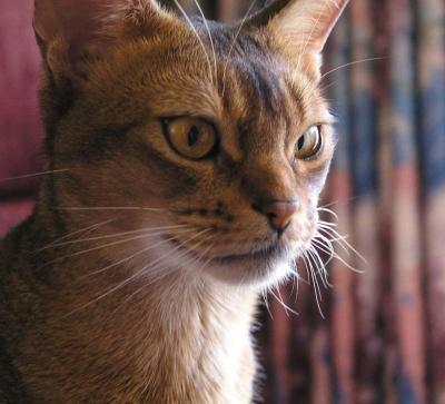 Simon at Window