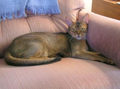 Simon's Chair