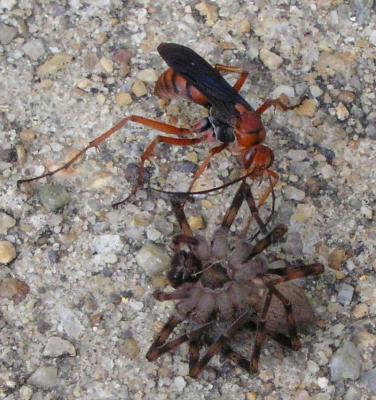 Wasp Prepares Dinner