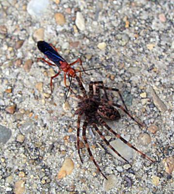 Wasp Hauls Dinner