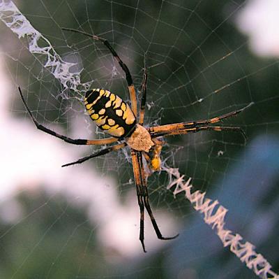 Yellow Garden Spider