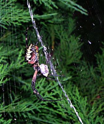 Yellow Garden Spider