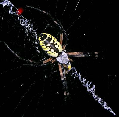 Yellow Garden Spider