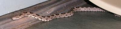 Juvenile Rat Snake
