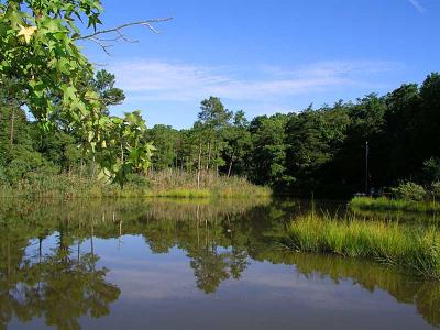 Peaceful Pond 462