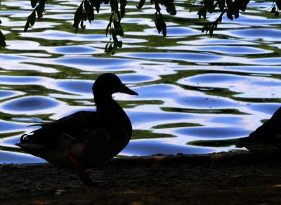 Duck Silhouette 467