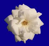 White Rose 1001