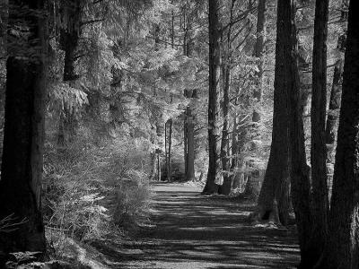 Woodland Path