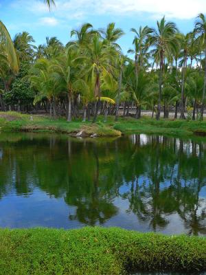 Mauna Lani Fishponds #1