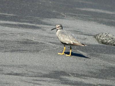 Wandering Tattler