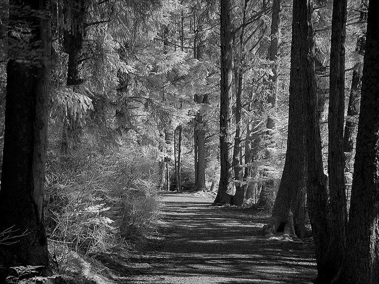 Woodland Path