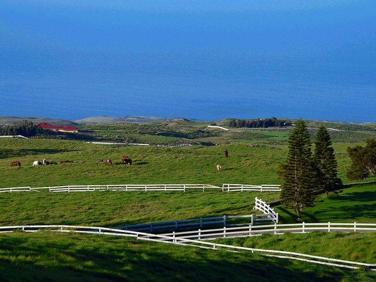 North Kohala #1