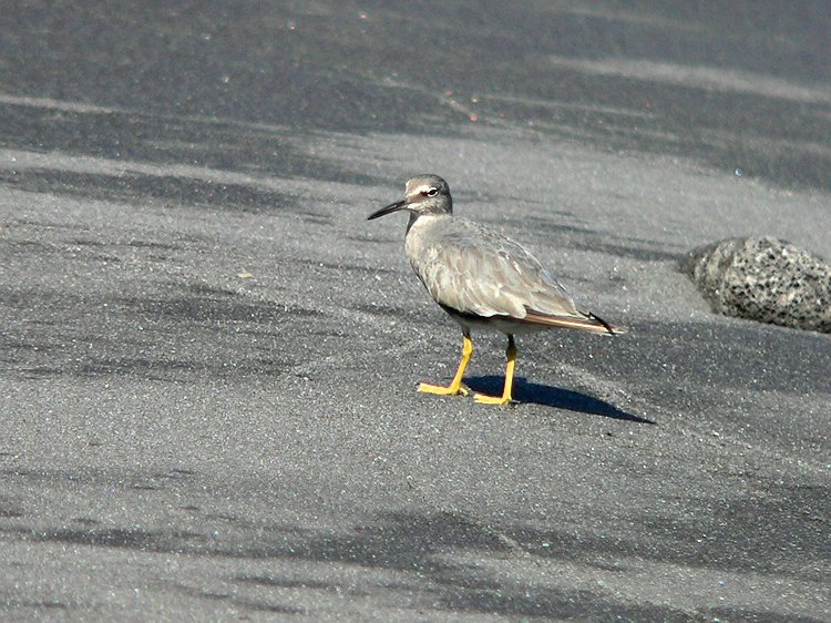 Wandering Tattler