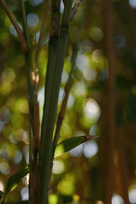 Feb 6: Bamboo