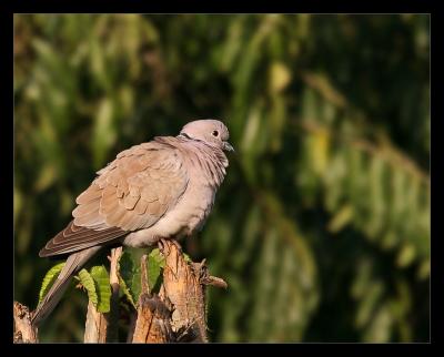 Eurasian Collared Dove 03