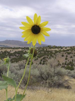 Sunflower with Typical Sagebrush and Juniper Landscape, Pocatello, Idaho