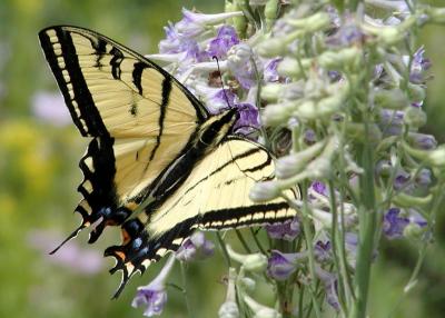 Tiger Swallowtail Butterfly, Pocatello, Idaho