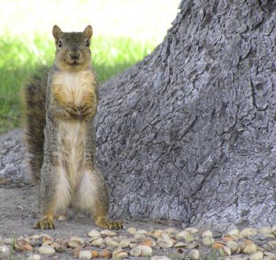 Fox Squirrel Lady, Idaho State University Campus, Pocatello