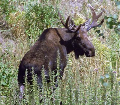 Bull Moose, Aug 17, 2002, Nikon F, Pocatello Idaho