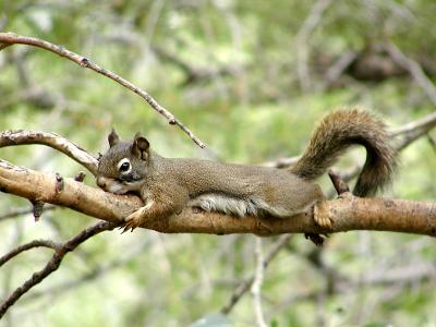 Red Squirrel Baby, Pocatello, Idaho