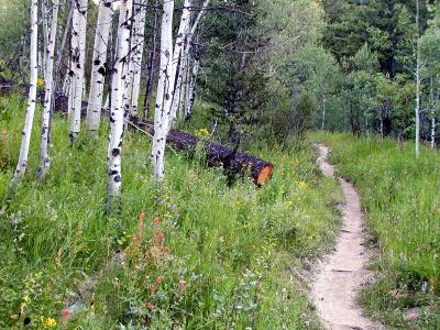 West Fork, Mink Creek Trail, Pocatello, Idaho