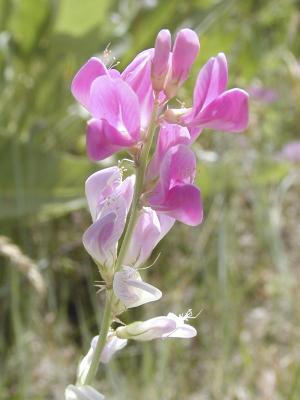 Wildflower in the Pea Family, may be a Milkvetch, Cherry Springs Nature Area, Pocatello, Idaho