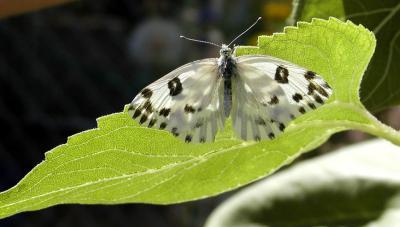 Wild Butterfly on Domestic Sunflower Leaf, Pocatello, Idaho