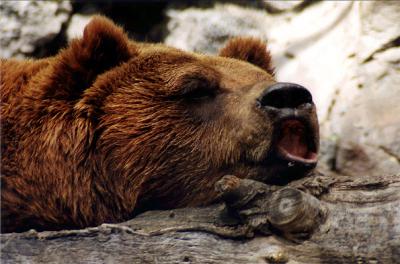 Charlie the Grizzly Bear, Pocatello Zoo, Pocatello, Idaho