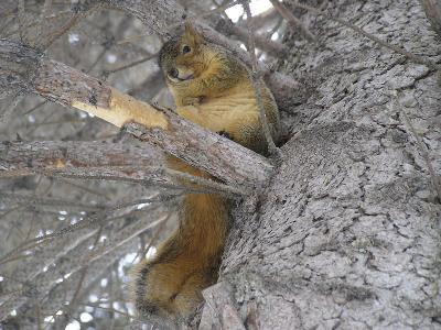 Fox Squirrel licking Ice Cream, Idaho State University, Pocatello, Idaho