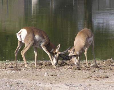 Fighting Male Pronghorn at Pocatello Zoo, Pocatello, Idaho